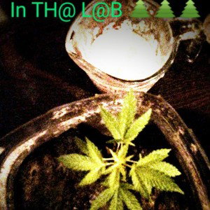 M@in F@cToR ☘️🌴☘️🌴🥦