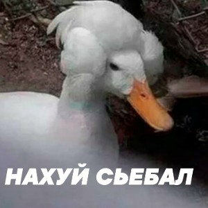 КРЕЧЕТ-бездарь