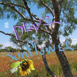 crying for you  sunflower 