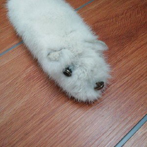 бездомные 