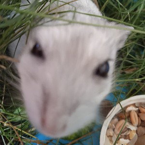 Наш хомяк