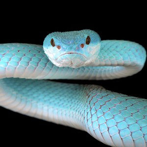 slitheryp2