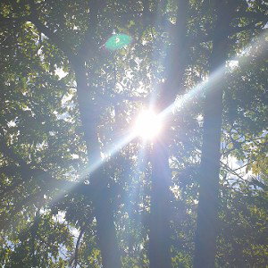 #Canopy