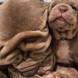 Big Dogg