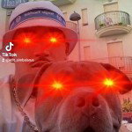 main
crew star