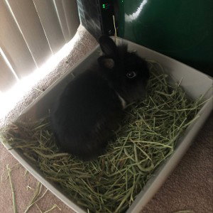 My bunny