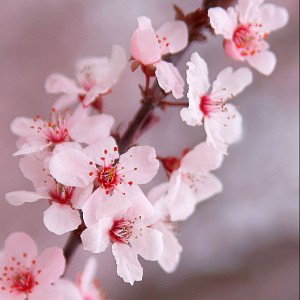             🍒🌸cherry blossom🌸🍒                   