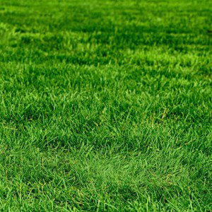 Greener on the other side 