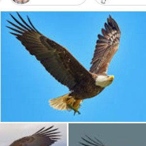 eagles fly high