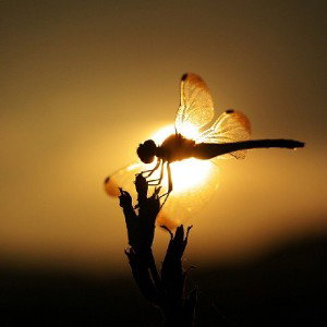 Dragonfly - Chodnikowy Wilk ft Bunny