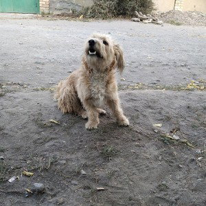 наш друг бобик
