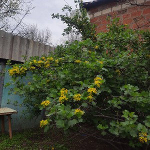 ящик пандоры