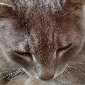 Коту