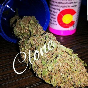 marry jane