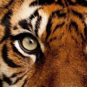Tiger weed - Track 08