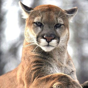 PrizMioz-Puma
