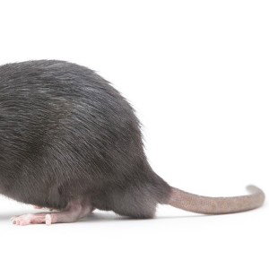 the rat God must be summoned