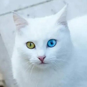 заебло