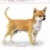 le solte la perrita