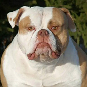 Демо Big