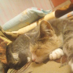 кошка