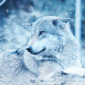 Winter Wolf 