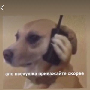 кот