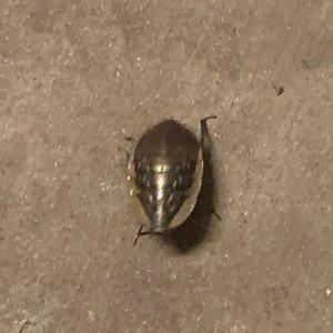 Scatapillar
