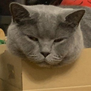 Всем псевдо тру