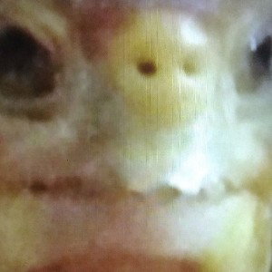 🐢 