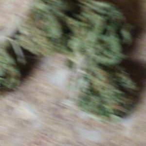 ganja talk gun talk 