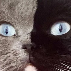 coco coca