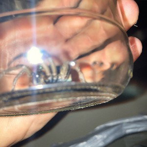 Spider eyes