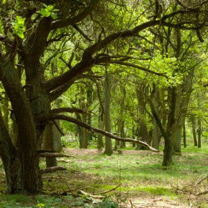 lost IN the wood