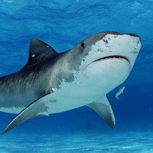 Shark