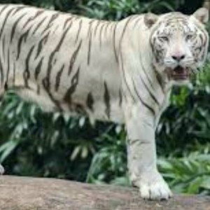 tiger