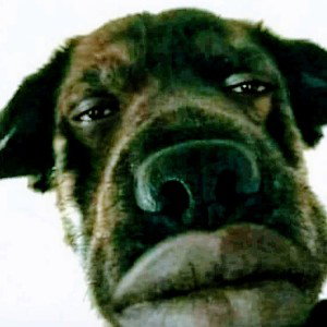  GOOD DAWG DOWN