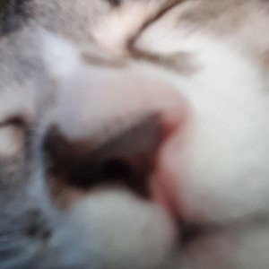 hi
