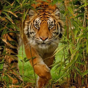 👻"Calling Me a Tiger"👻