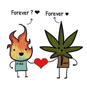 MARIJUANA 