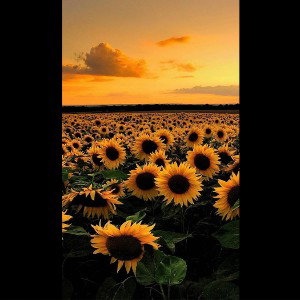🌻SUNFLOWERS🦋
