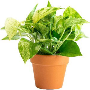 I'm a plant