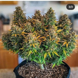 2021 Trap Beats For Sale Called  (STR8)