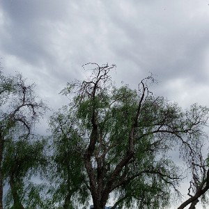 Mystic Tree