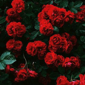 Melvin Harris - whats love