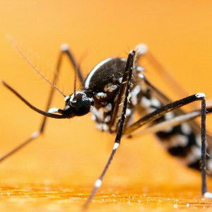MOSQUITO Beats( STOP BUGGING )