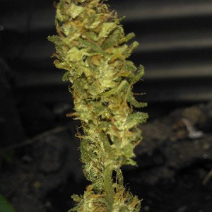 Sunflower (23:47)