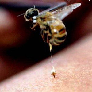 buzz