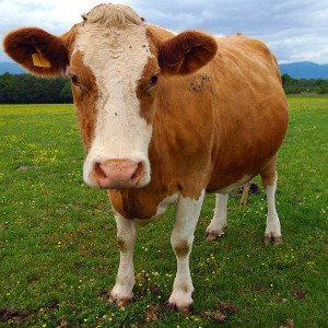 Cows