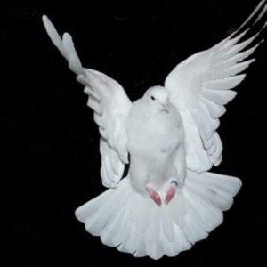Lil Rey - Pigeon blanc - FreeStock 